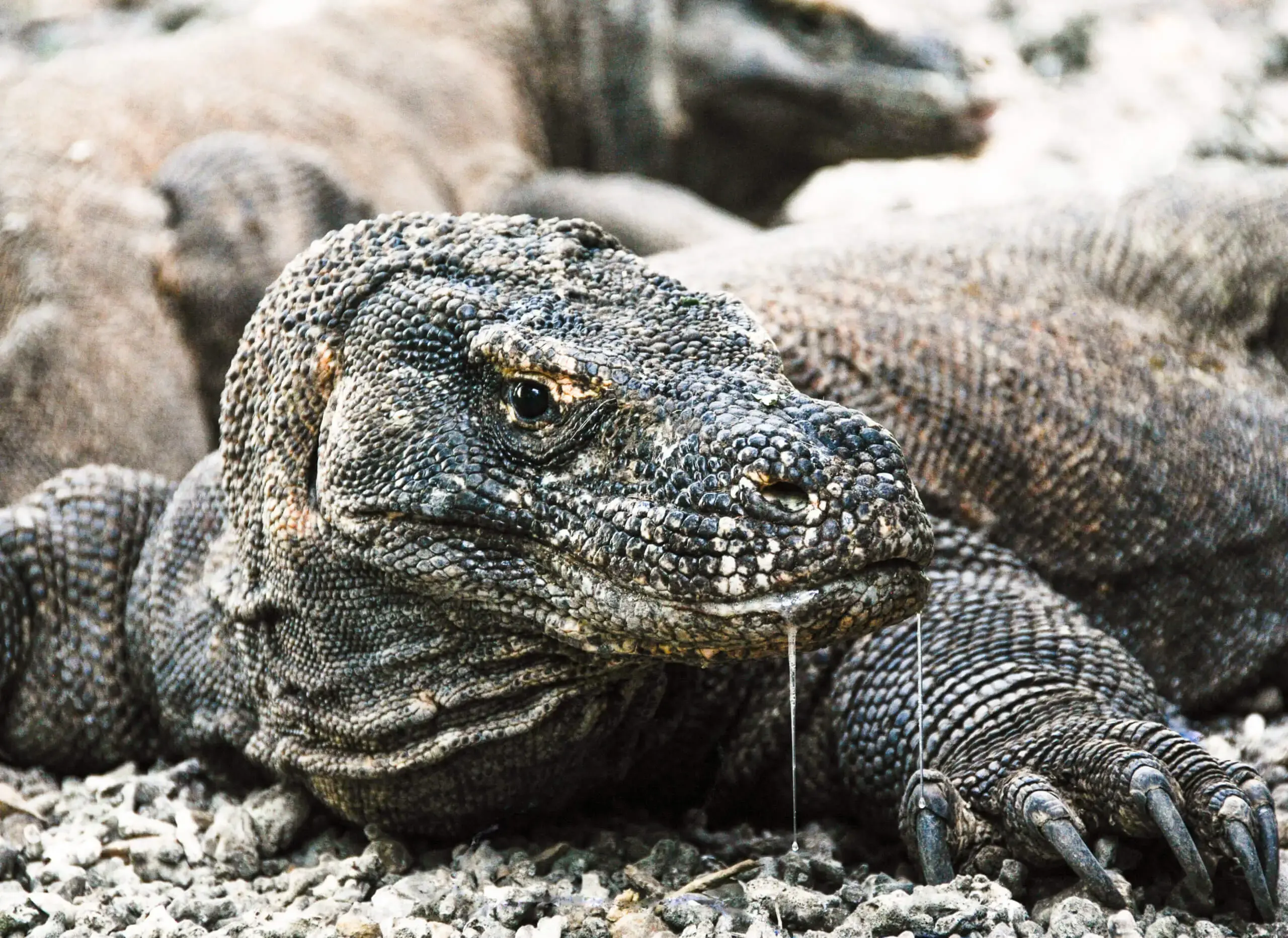 Fascinating Facts About the Komodo Dragon: Indonesia's Living Dinosaur