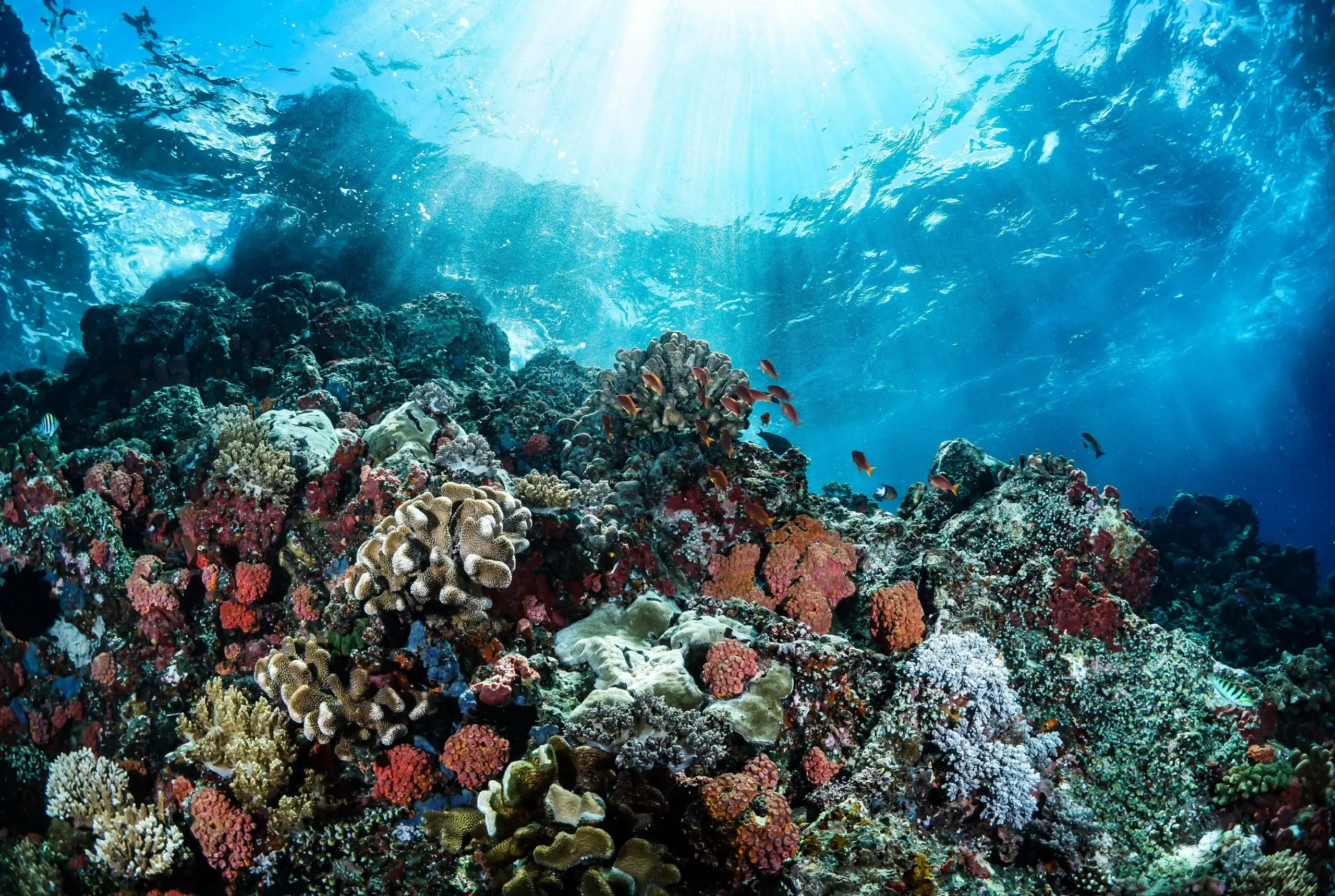 Wakatobi 7