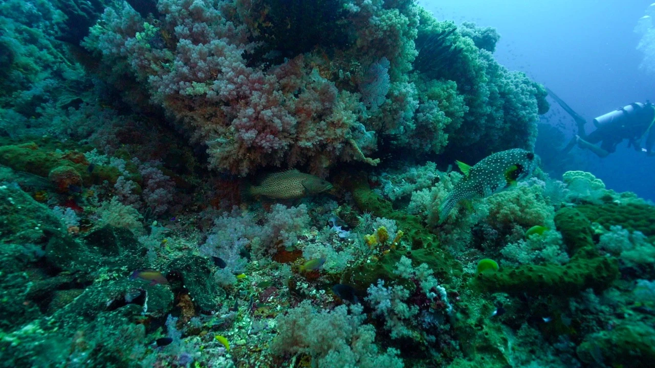 Explore the Hidden Gem of Indonesia: South Halmahera Diving Adventures