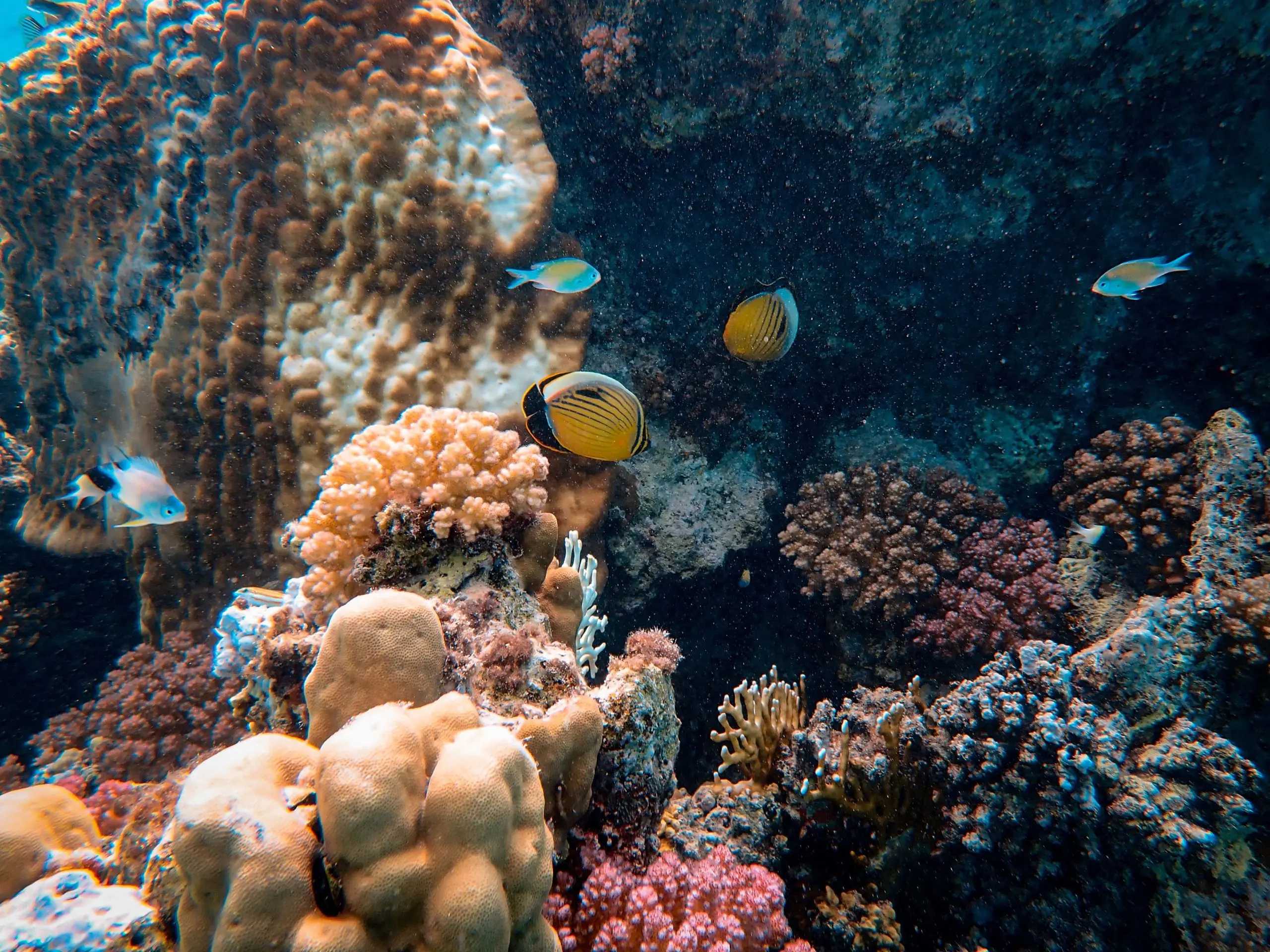Wakatobi 5
