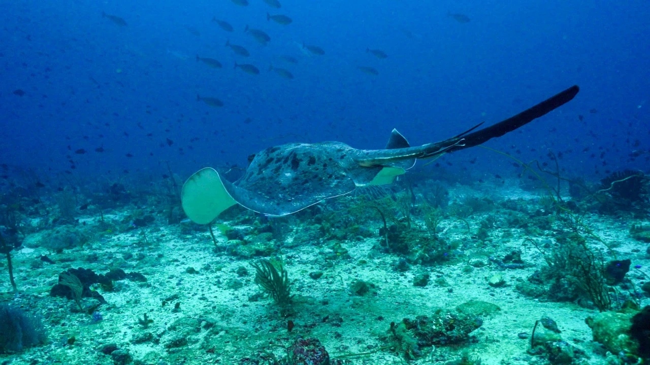 Majestic Giants of the Sea: Discovering Manta Rays in Indonesia