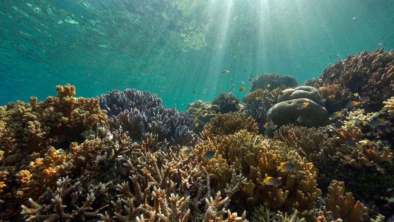 Raja Ampat: The Ultimate Liveaboard Diving Destination