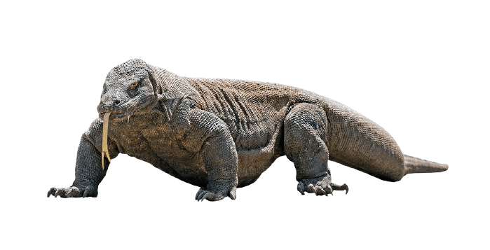 Komodo dragon