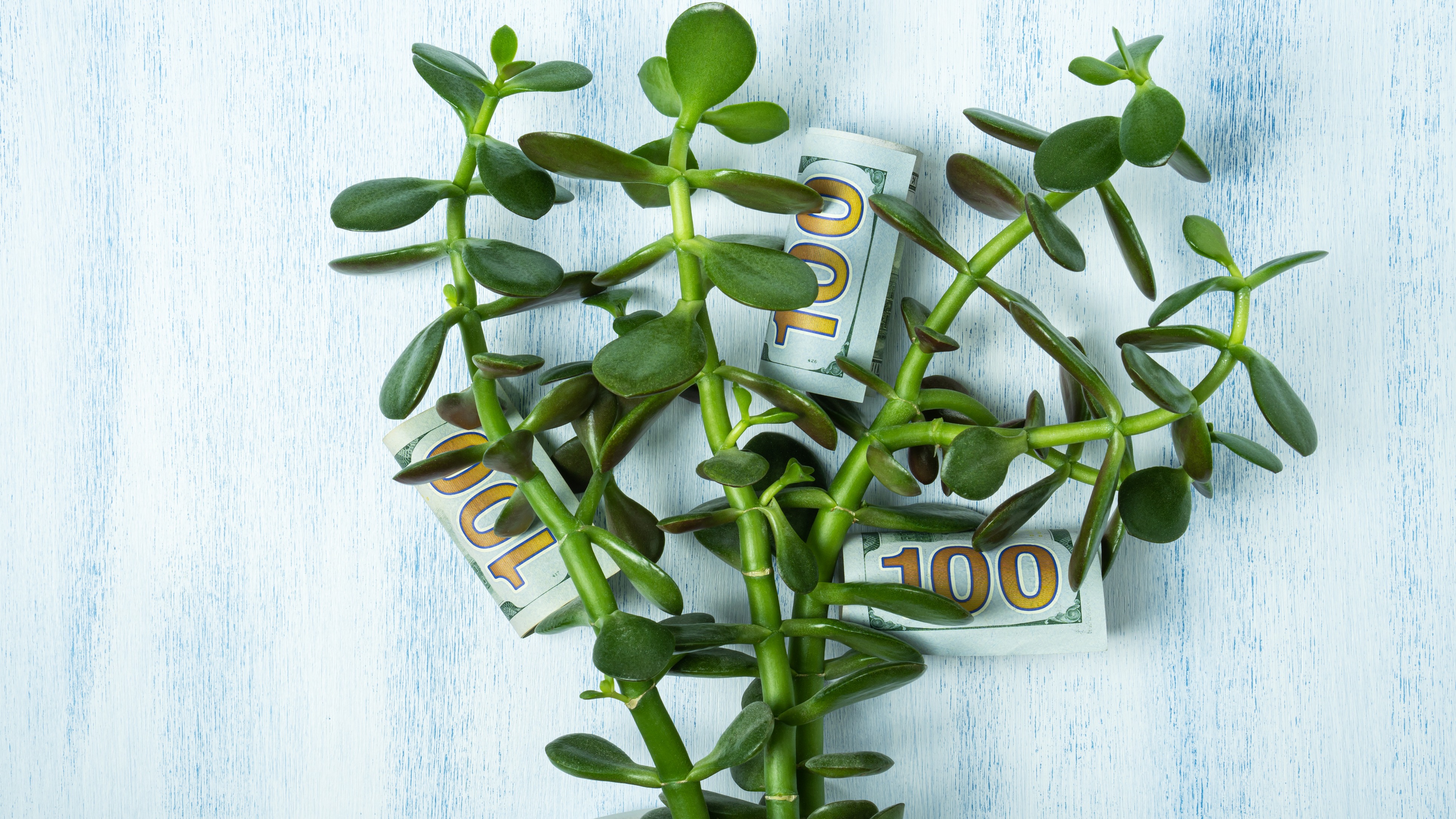 Plant rituals to attract prosperity and love | MamasLatinas.com