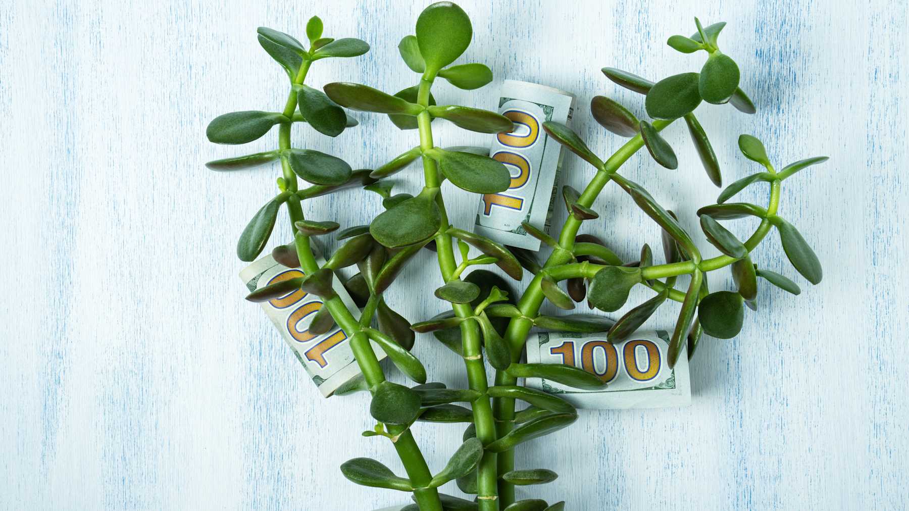 Plant rituals to attract prosperity and love | MamasLatinas.com