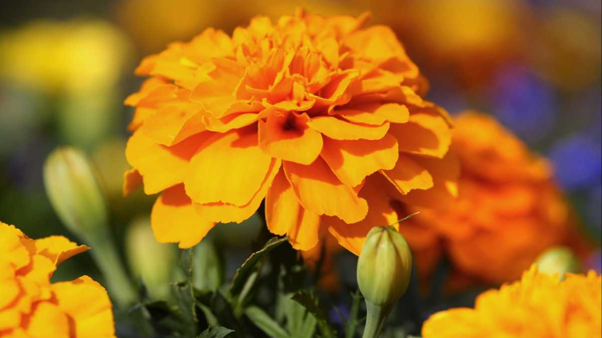 Beneficios y remedios caseros con cempasúchil o flor de muerto que debes  conocer 