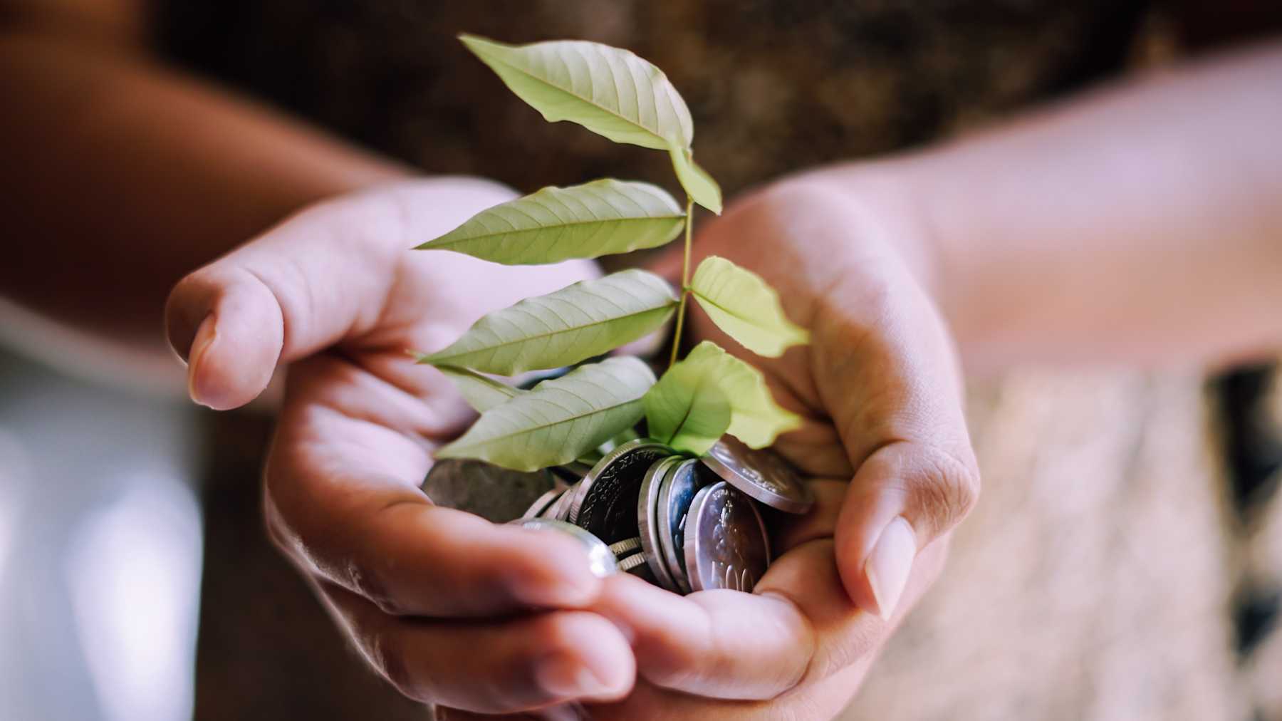 Rituales Con Plantas Para Atraer El Dinero Y El Amor Mamaslatinas Com Rituales Con Plantas Para Atraer El Dinero Y El Amor Mamaslatinas Com