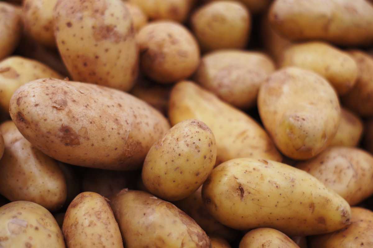 Papas Papas