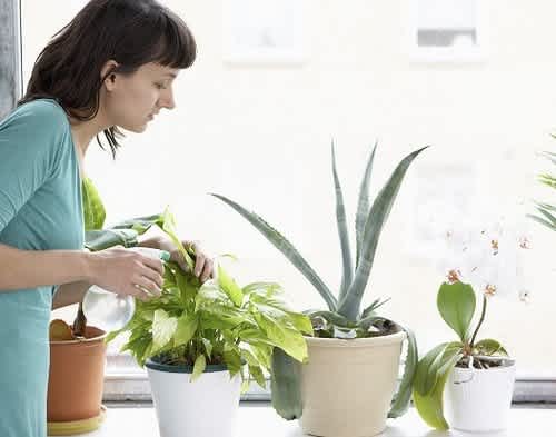 7 Plants You Can T Kill Even If You Don T Have A Green Thumb Mamaslatinas Com