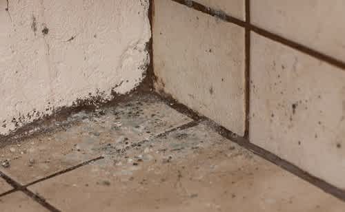 Cómo quitar el moho y las manchas de las paredes sin dañar la