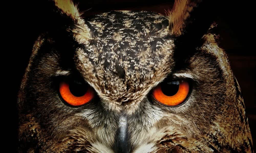 Pluma de búho Pluma de búho