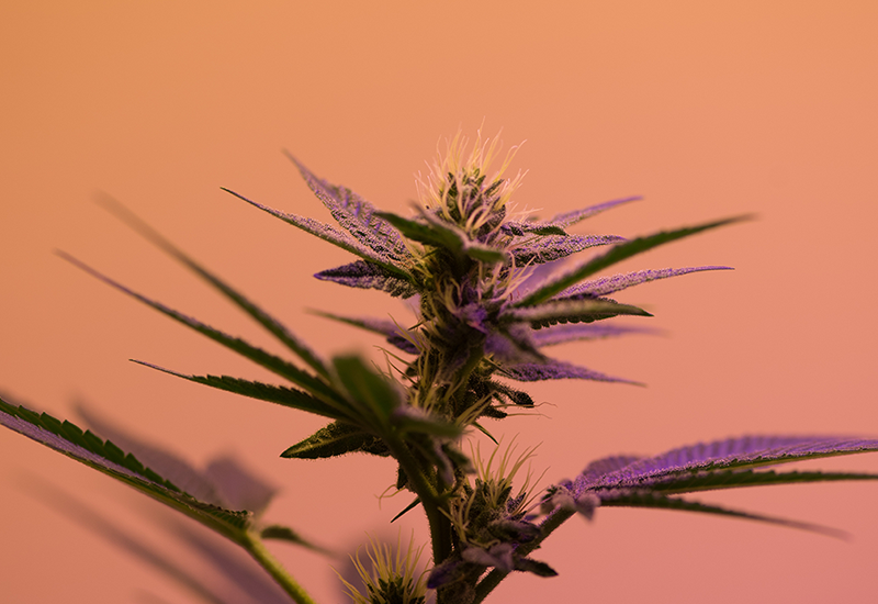 Selling Cannabis Online - Cannabis Plant