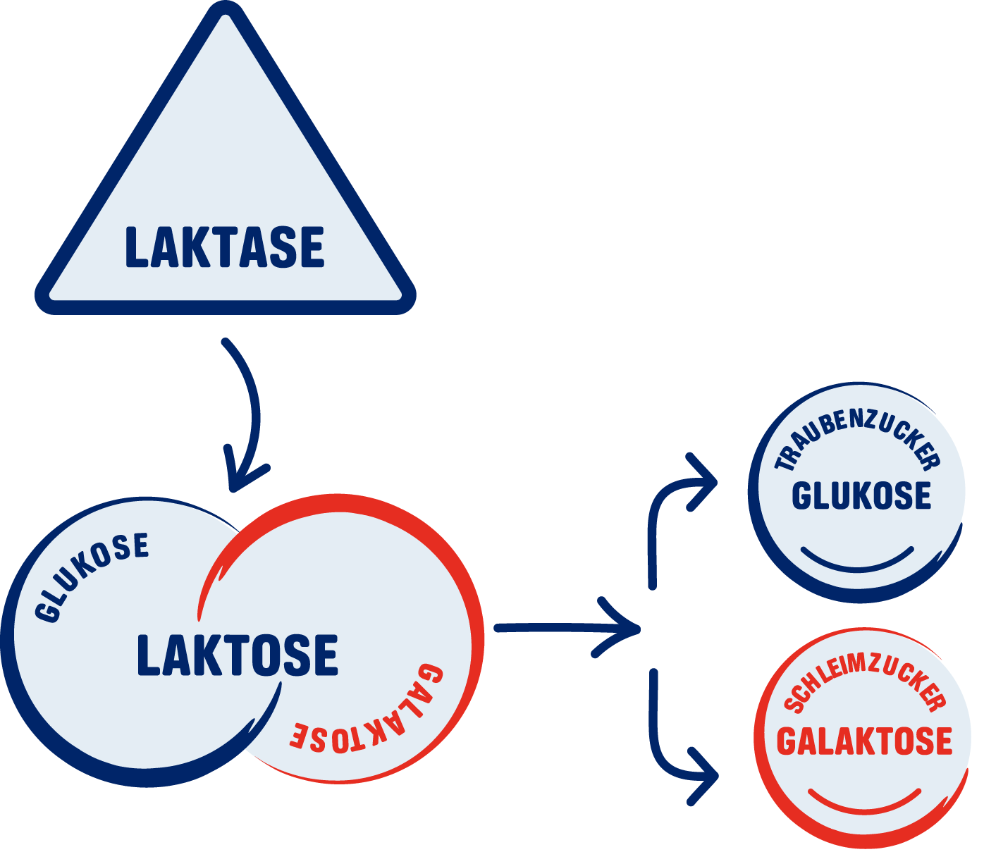 Grafik Laktase
