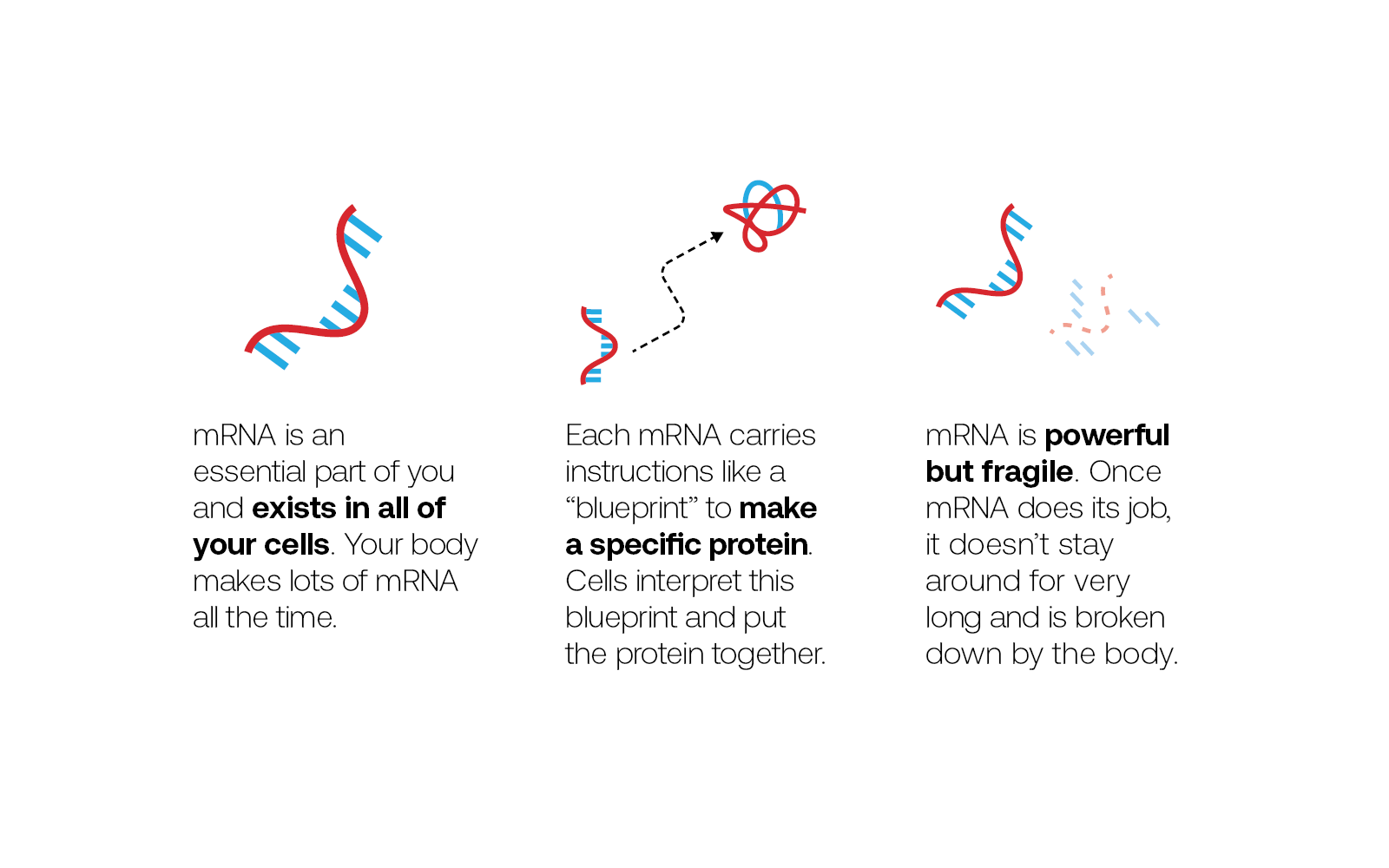 What is mRNA?