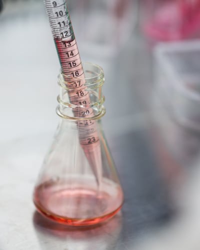 Pipet filling Erlenmeyer Flask with red liquid