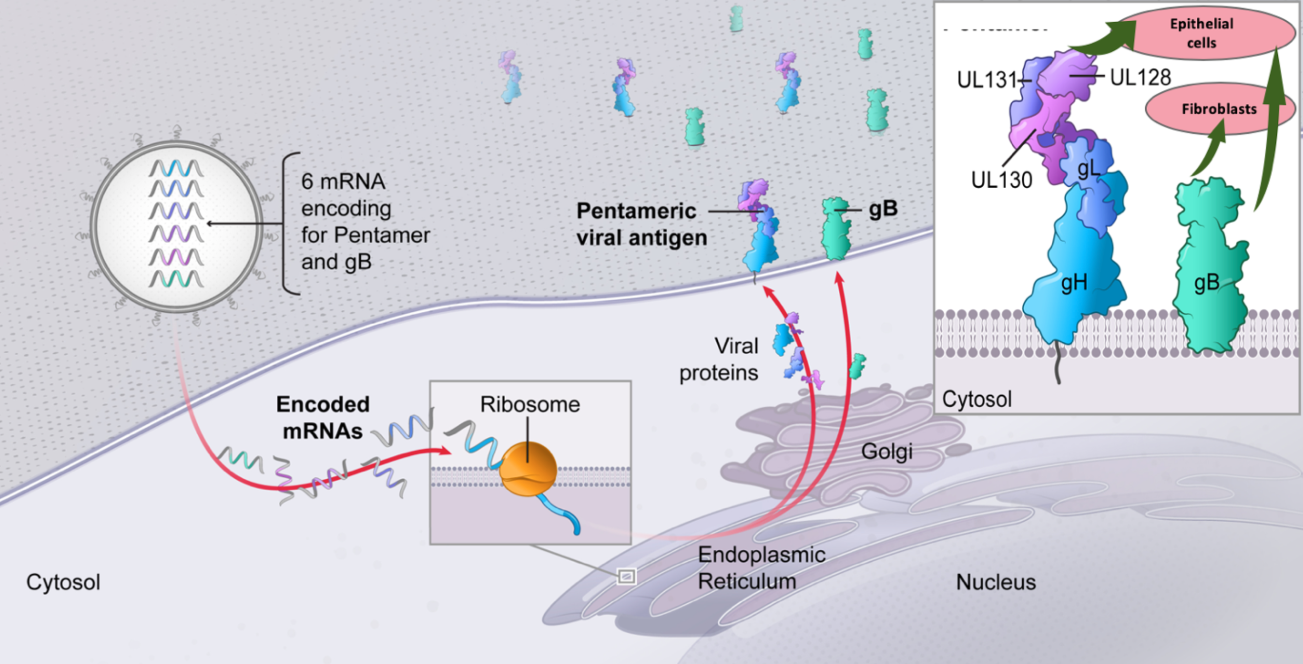 mRNA encoding for Pentamer and gB