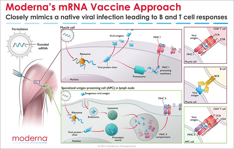 Moderna mRNA vaccine approach