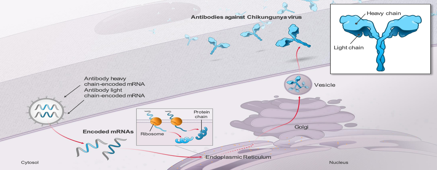 Antibodies against Chikungunya