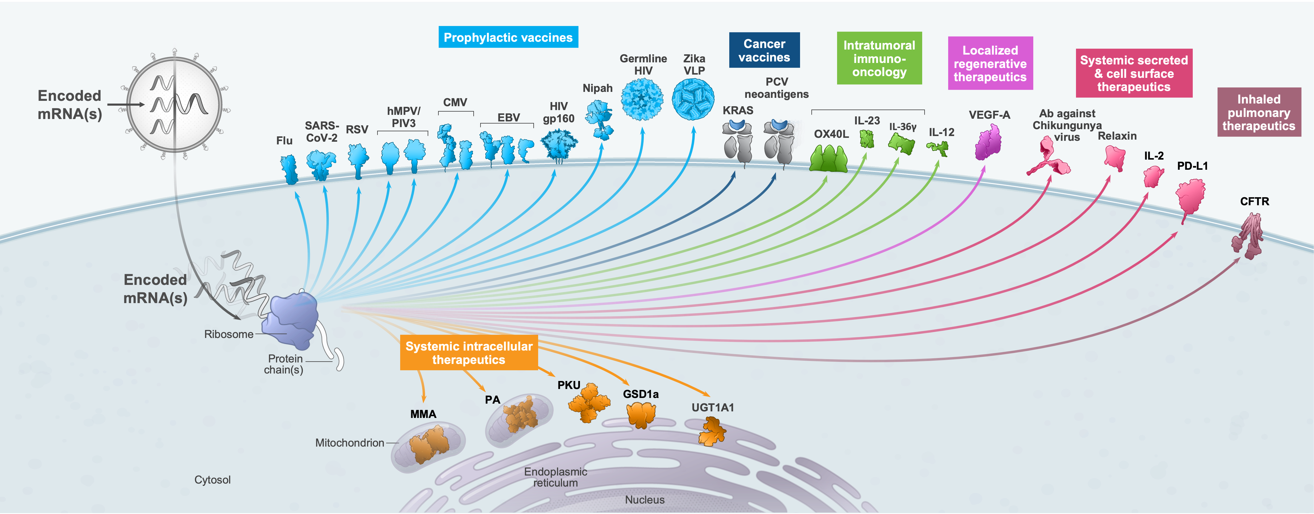 mRNA vaccines and intracellular therapeutics 2021