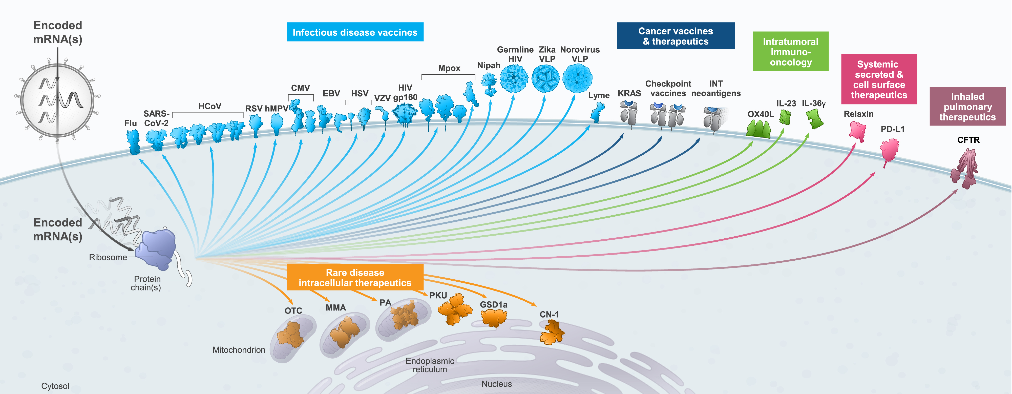 Media Center > Blog > Moderna 2023 Shareholder Letter > Picture 2 (Cell map graphic)