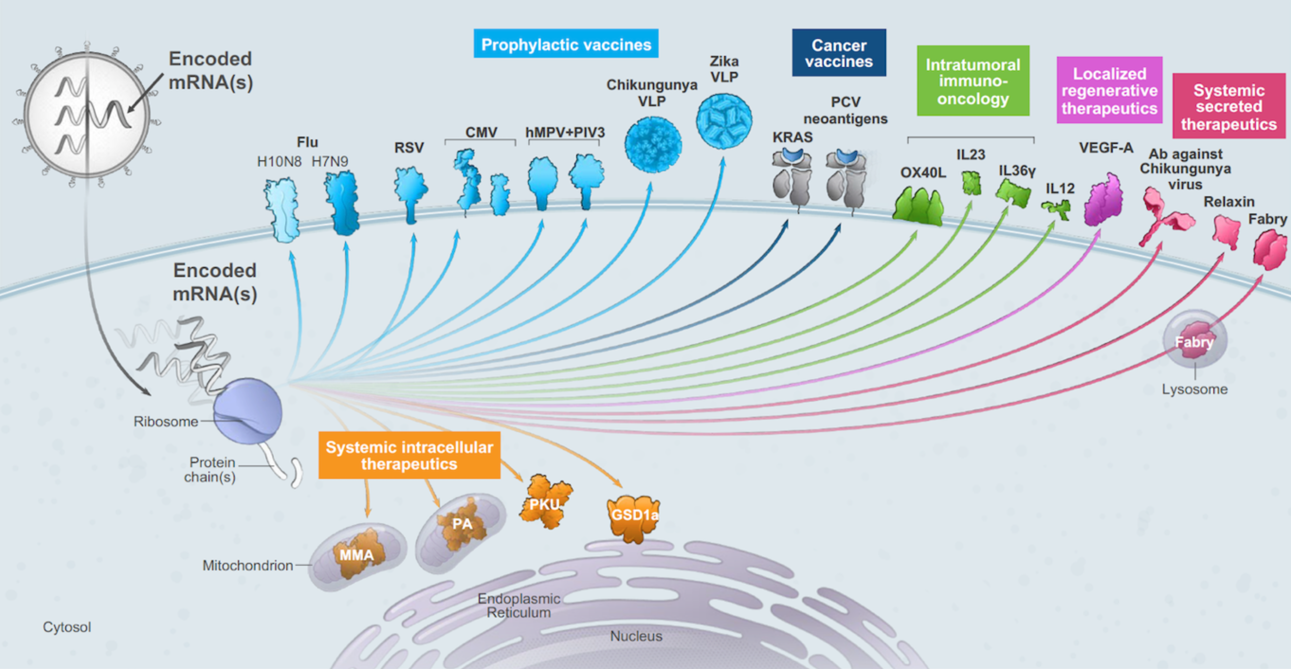  mRNA vaccines and intracellular therapeutics 2019