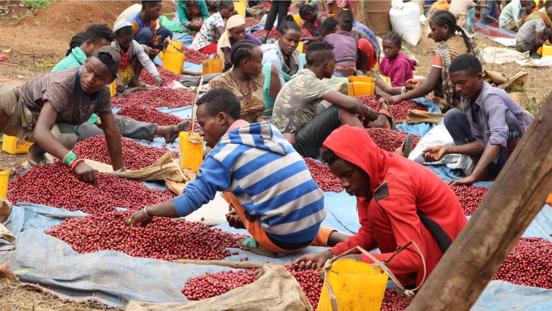 エチオピア ガルテンビ ハブタム Galitibe Habtamu