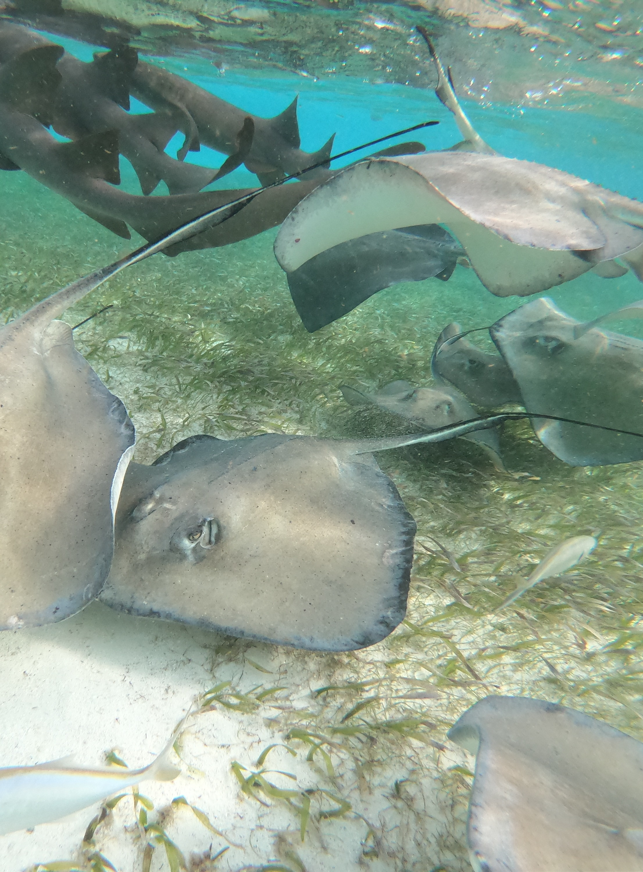 Midden Amerika_Caye Caulker_snorkelen_onderwater