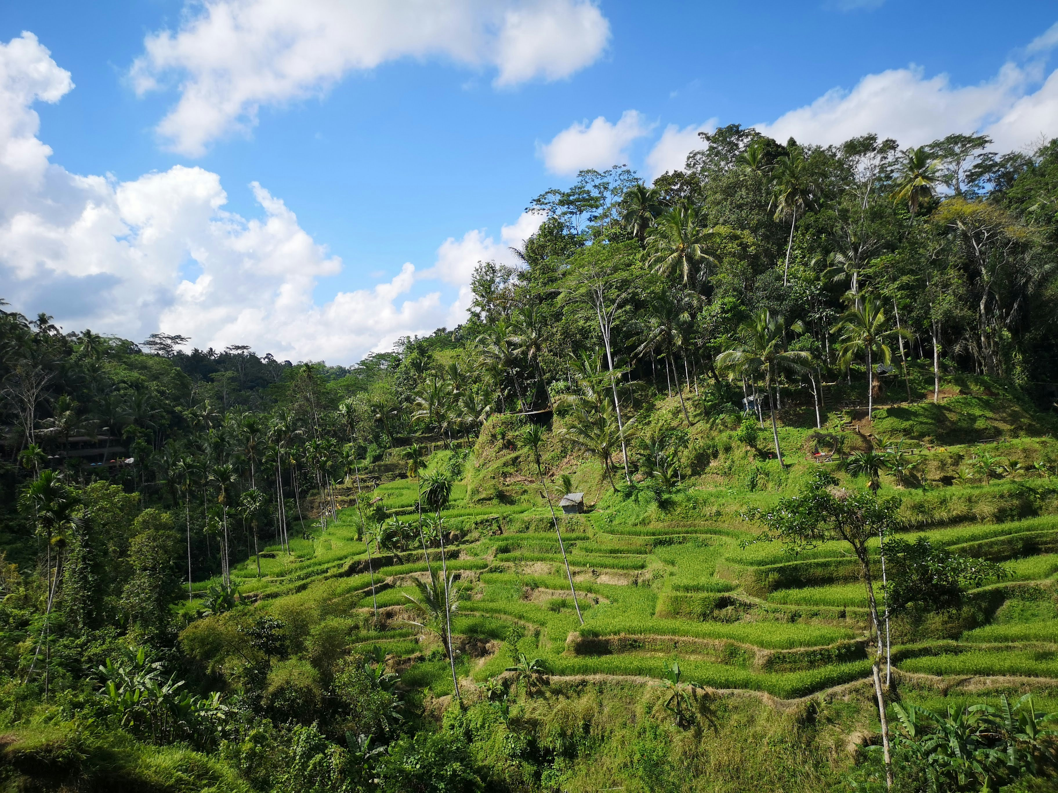 Indonesië_Bali_Ubud_Rijstvelden