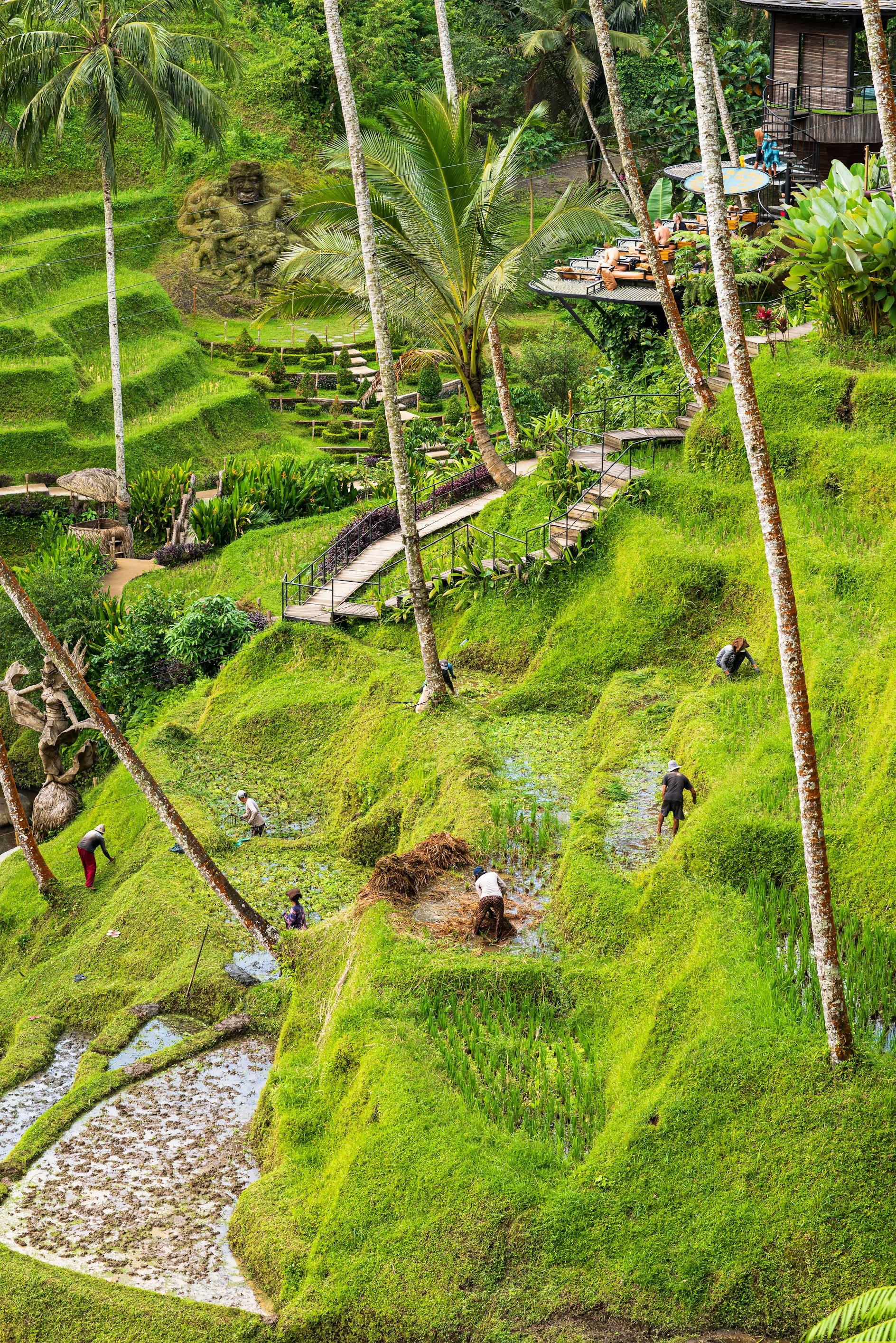 Indonesië_Bali_Ubud_Rijstvelden