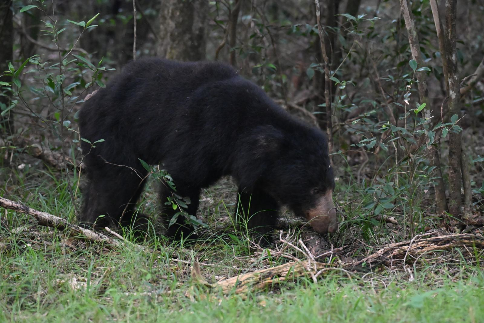 Azie_SriLanka_Wilpattu_dieren_neusbeer