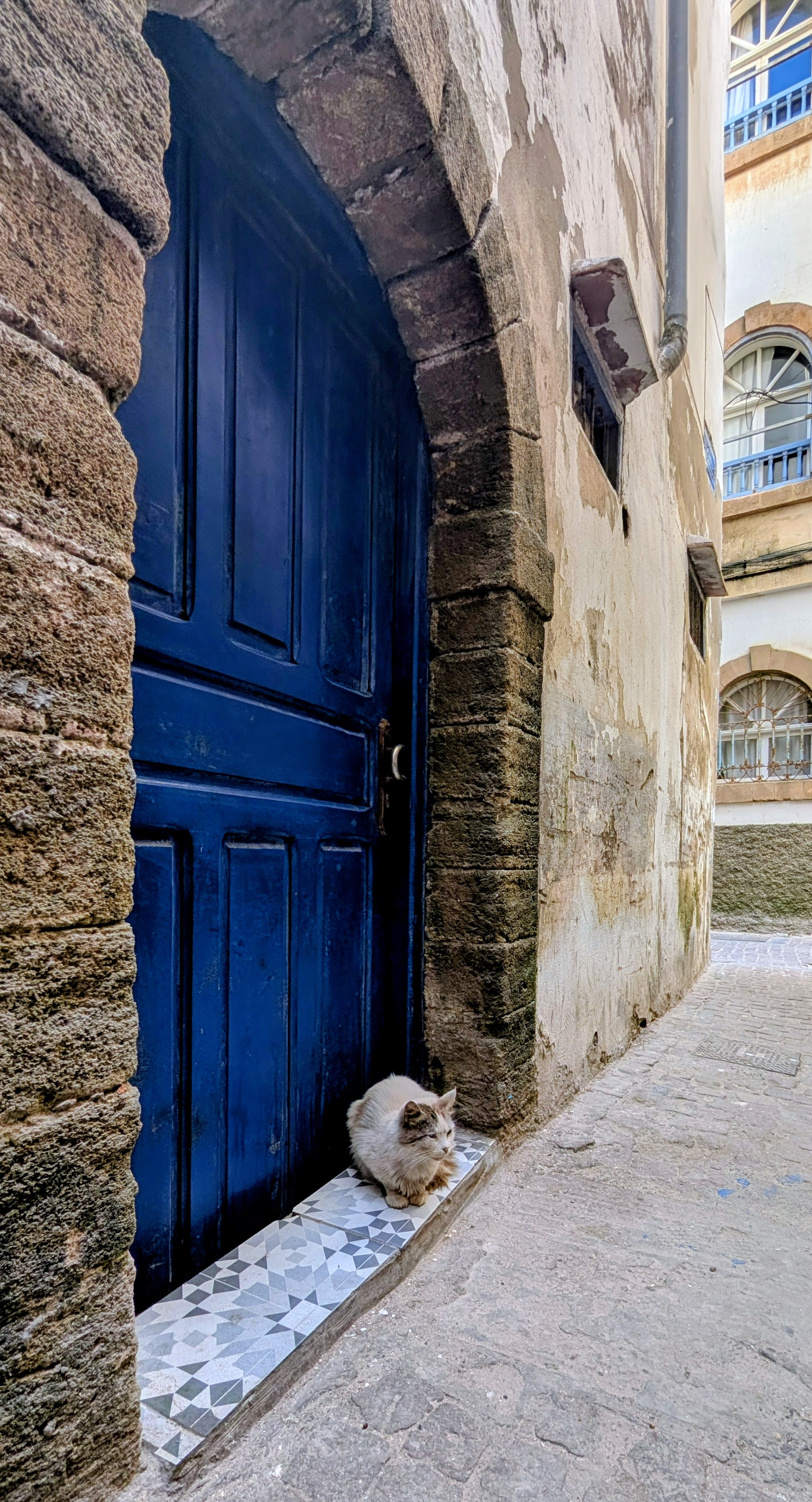 Afrika_Marokko_Essaouira_katten4