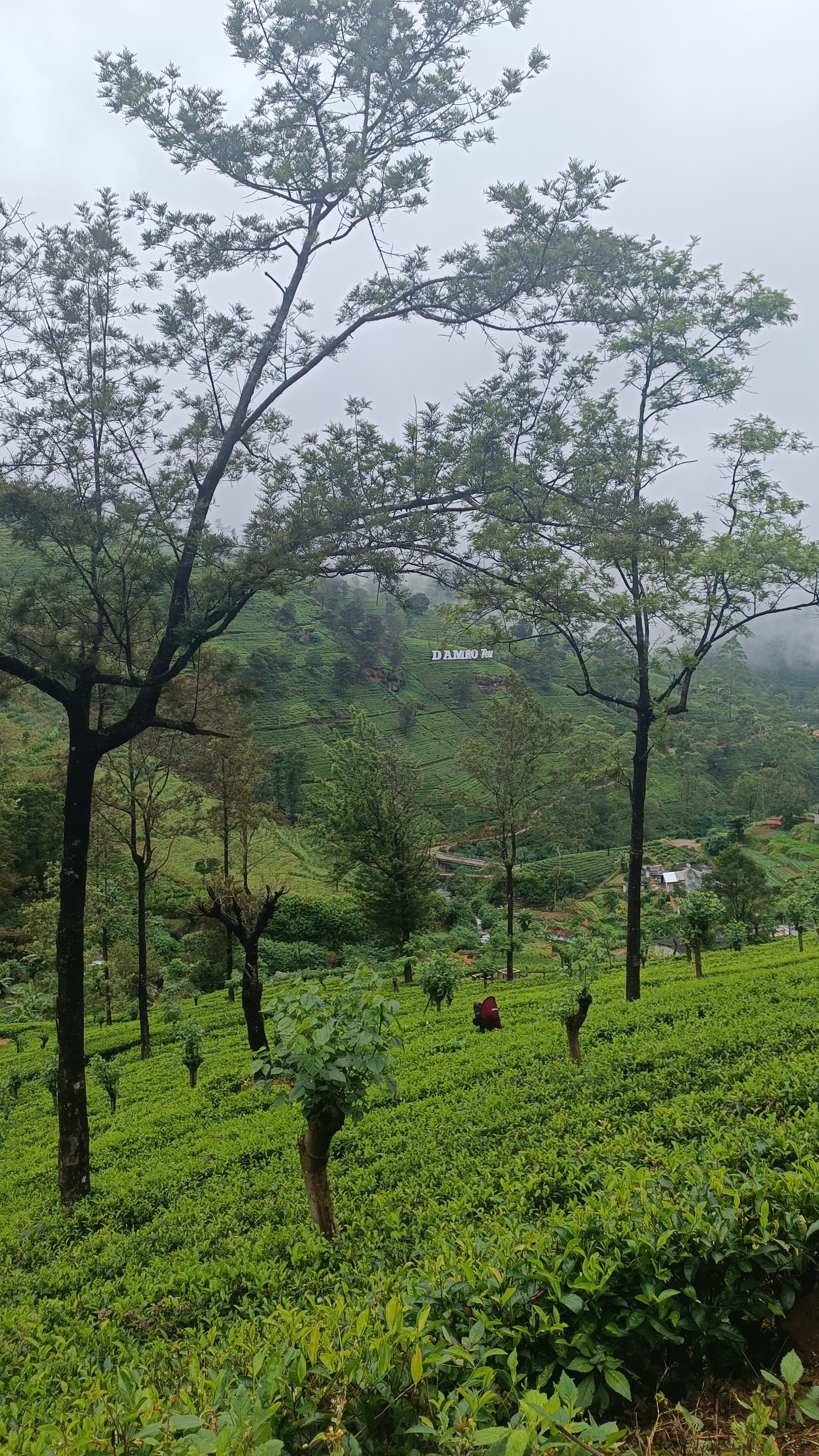 Sri Lanka - Nuwara Eliya - Tea Fields2