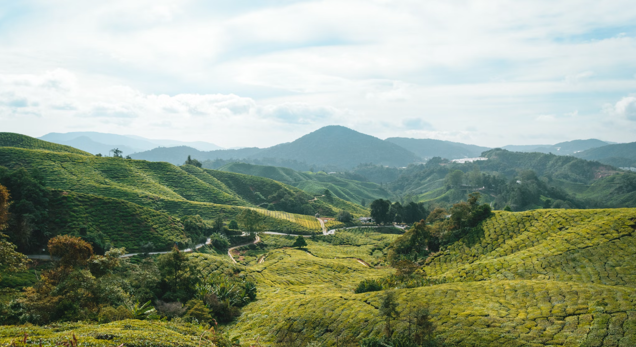 Maleisië_Cameron Highlands