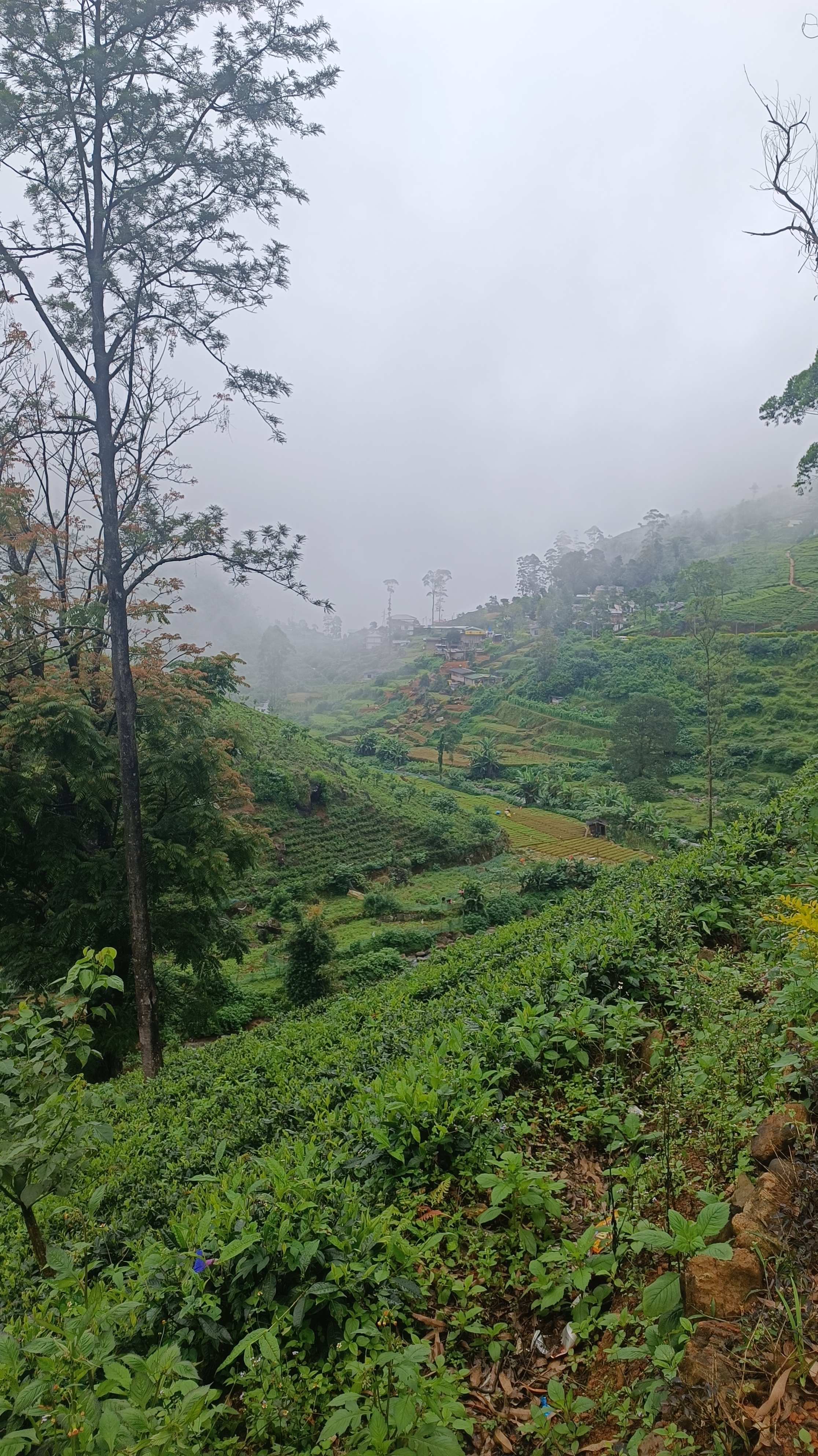 Sri Lanka - Nuwara Eliya - Tea Fields