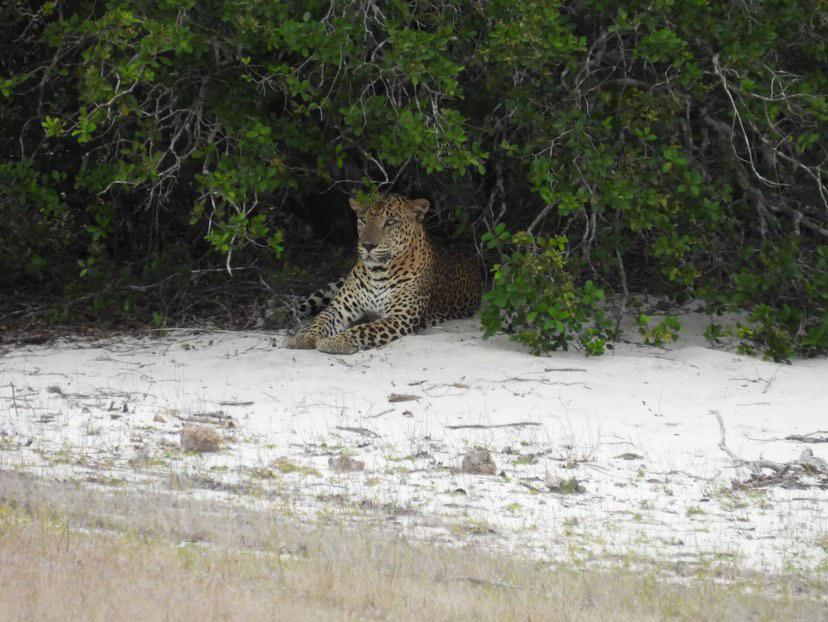 Sri Lanka - Wilpattu - Leopard