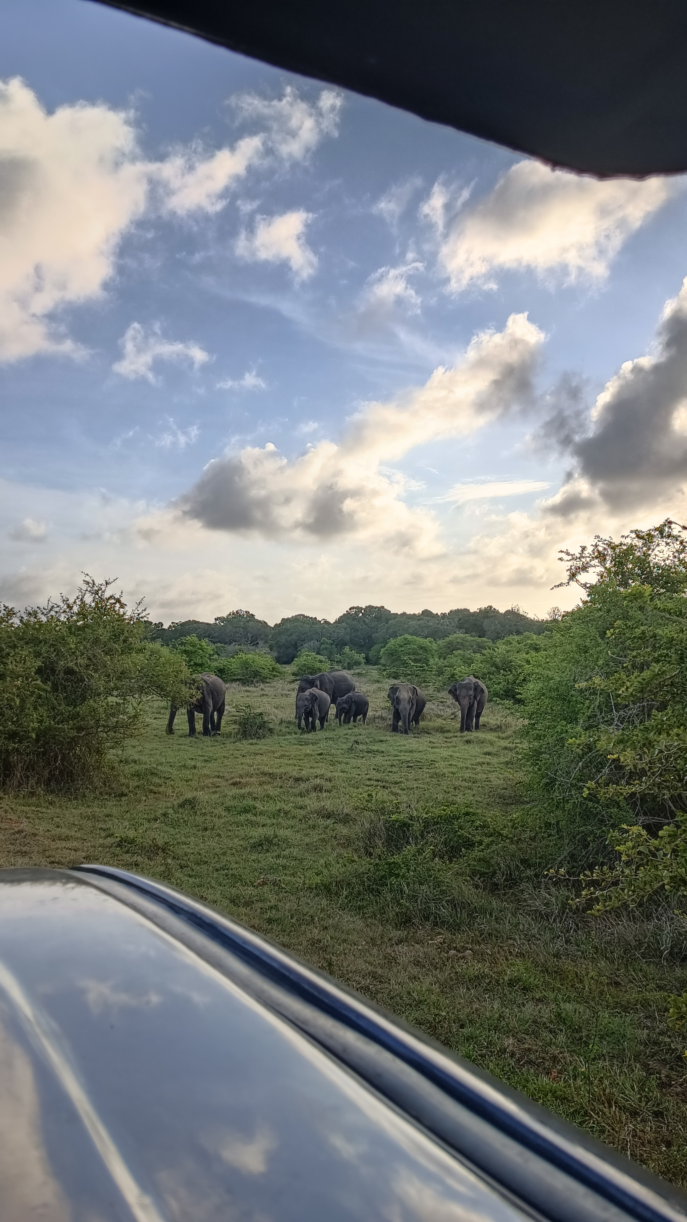 Sri Lanka - Wilpattu - Elephats