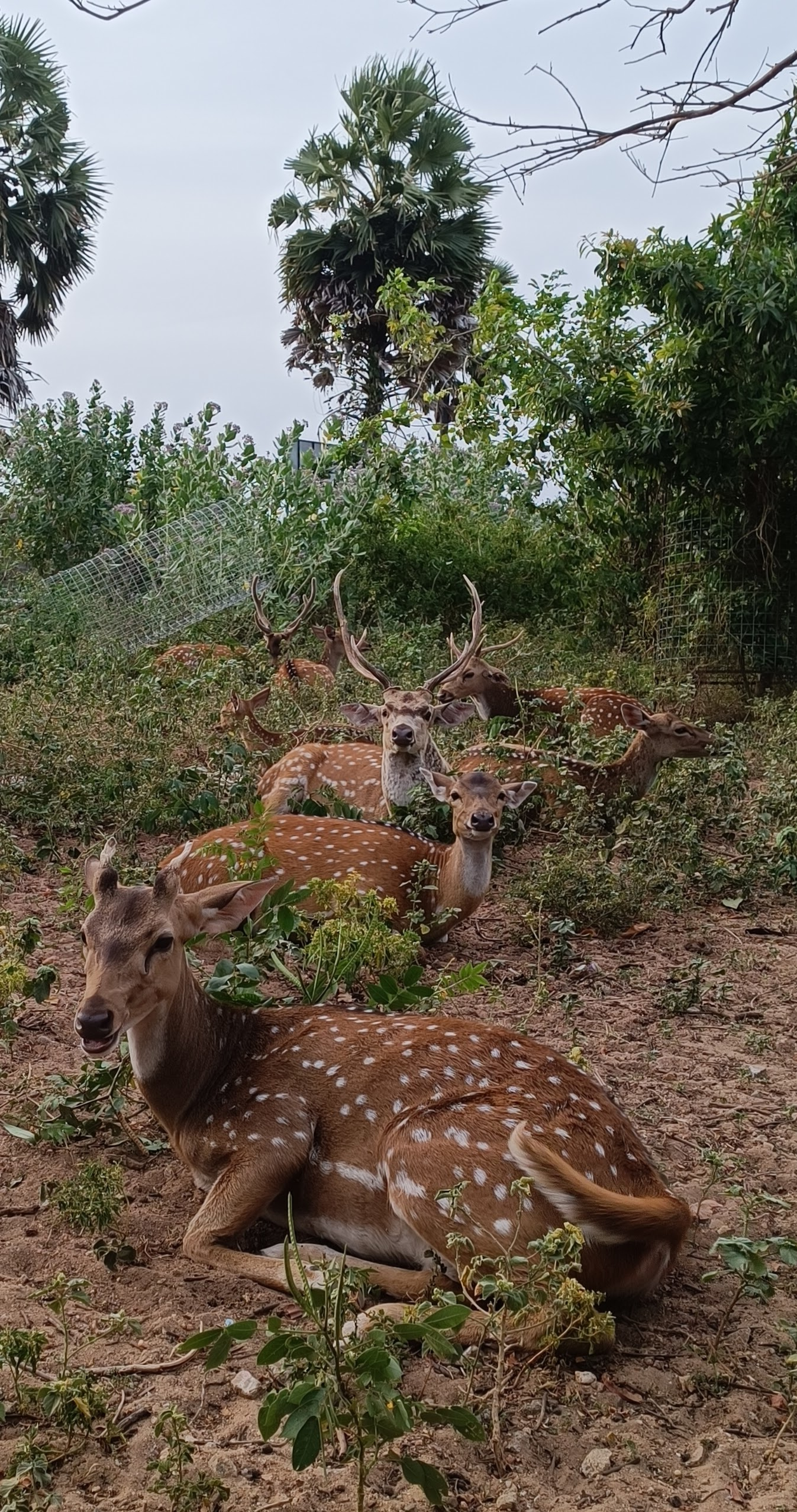 Sri Lanka - Trincomalee - Deer Park