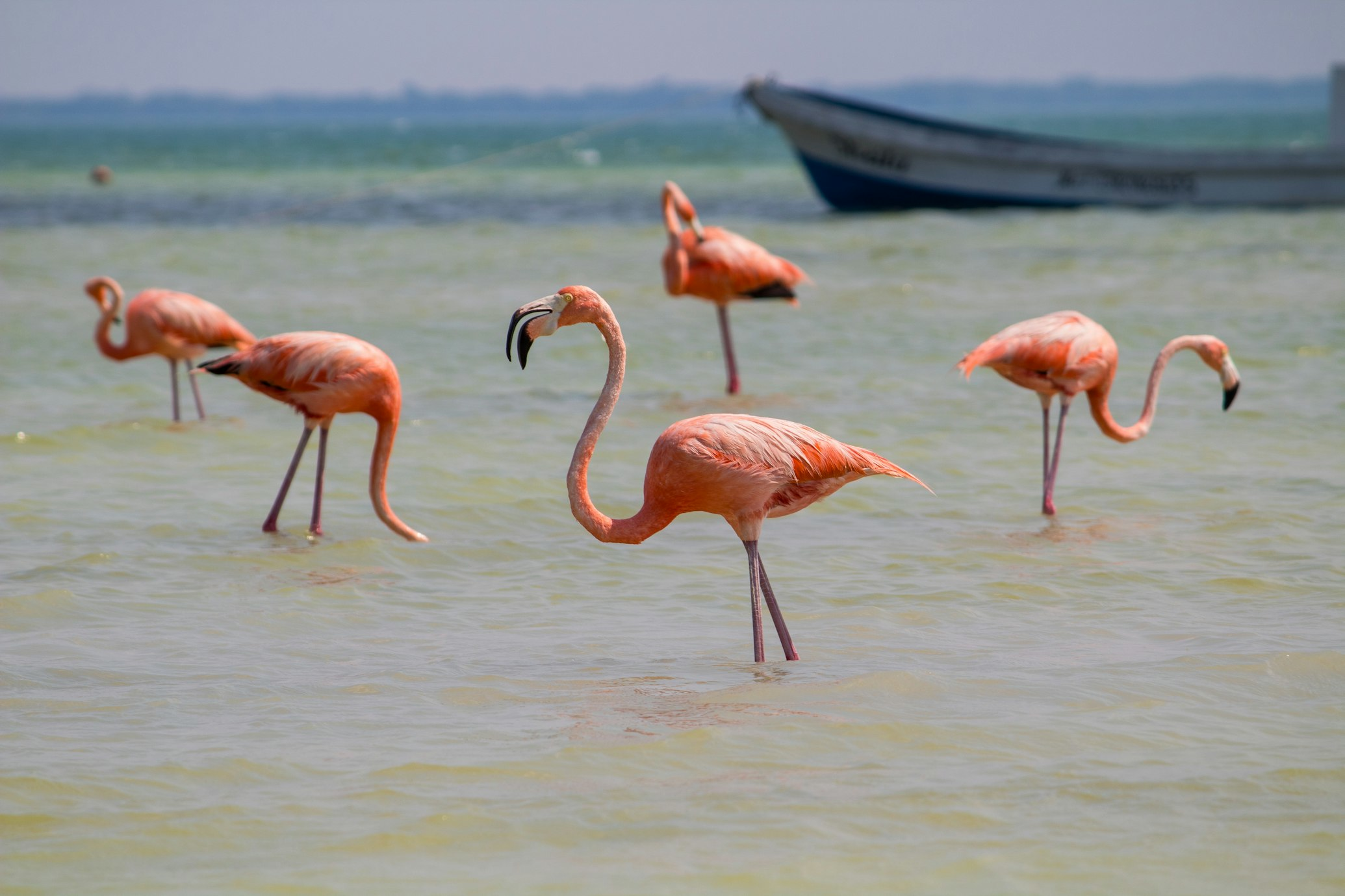 Amerika_Yuctan_andere plaatsen_holbox