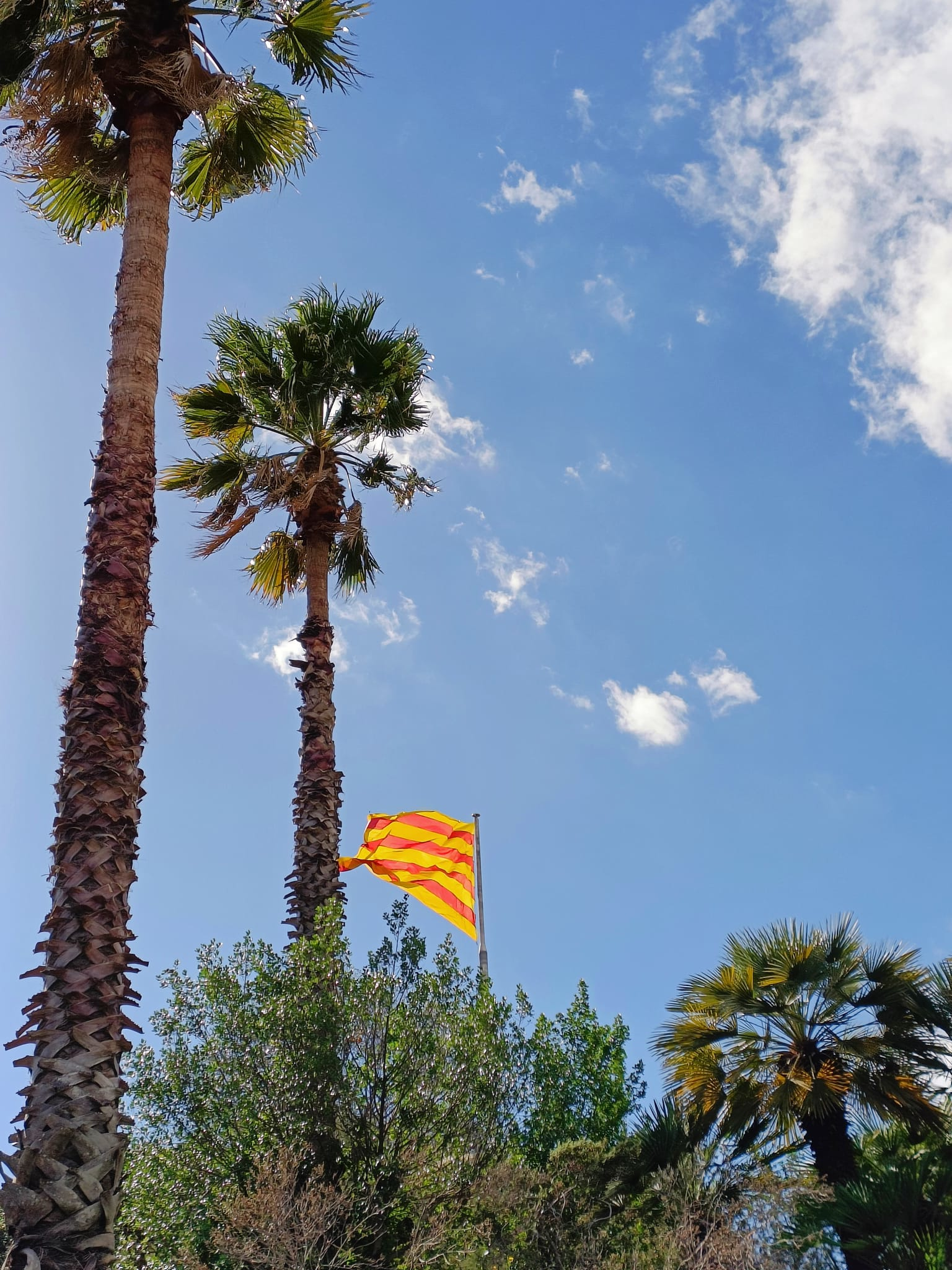 Europa_Barcelona_park Montjuïc_palm