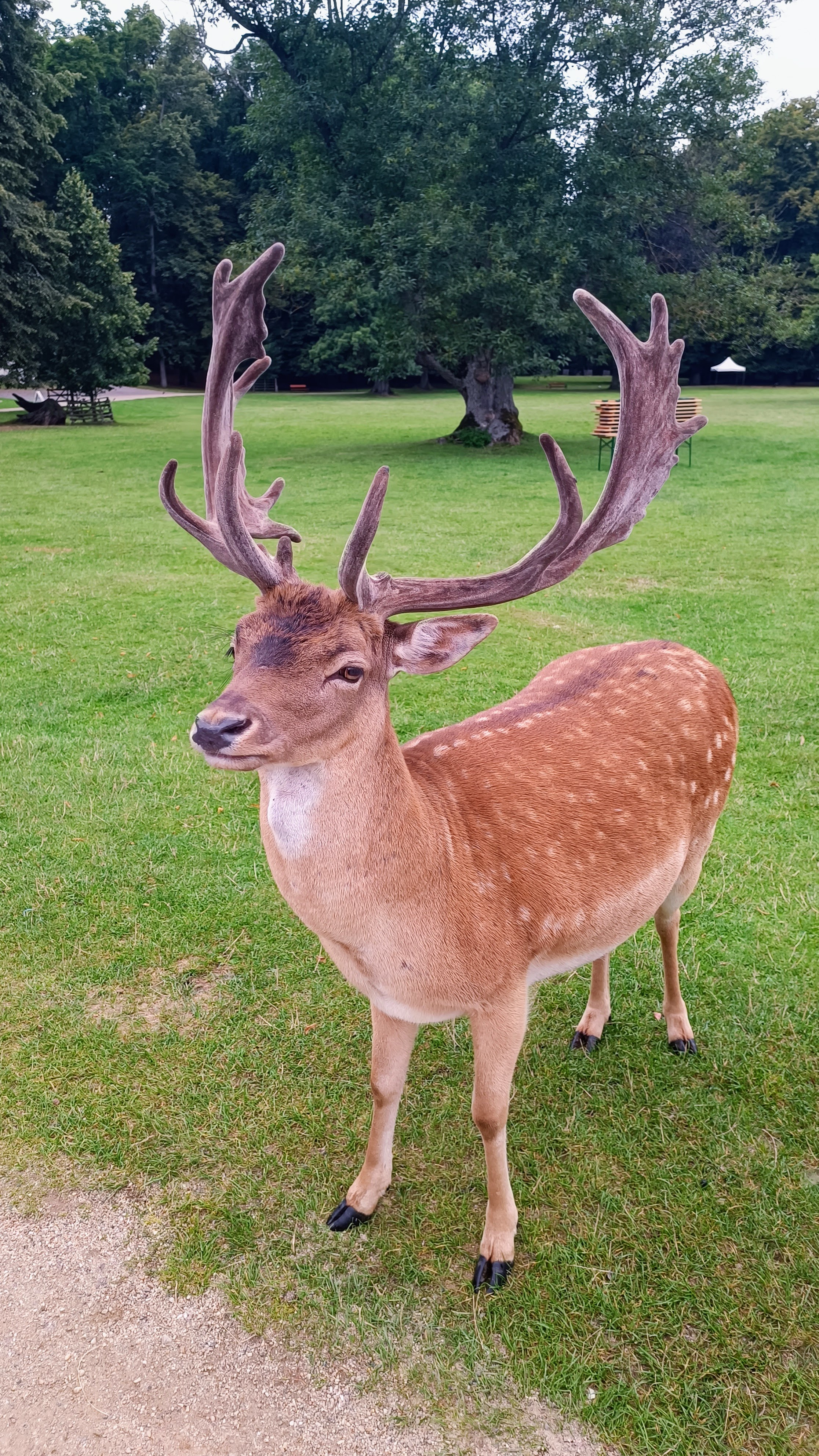 Europa_Tsjechie_hert