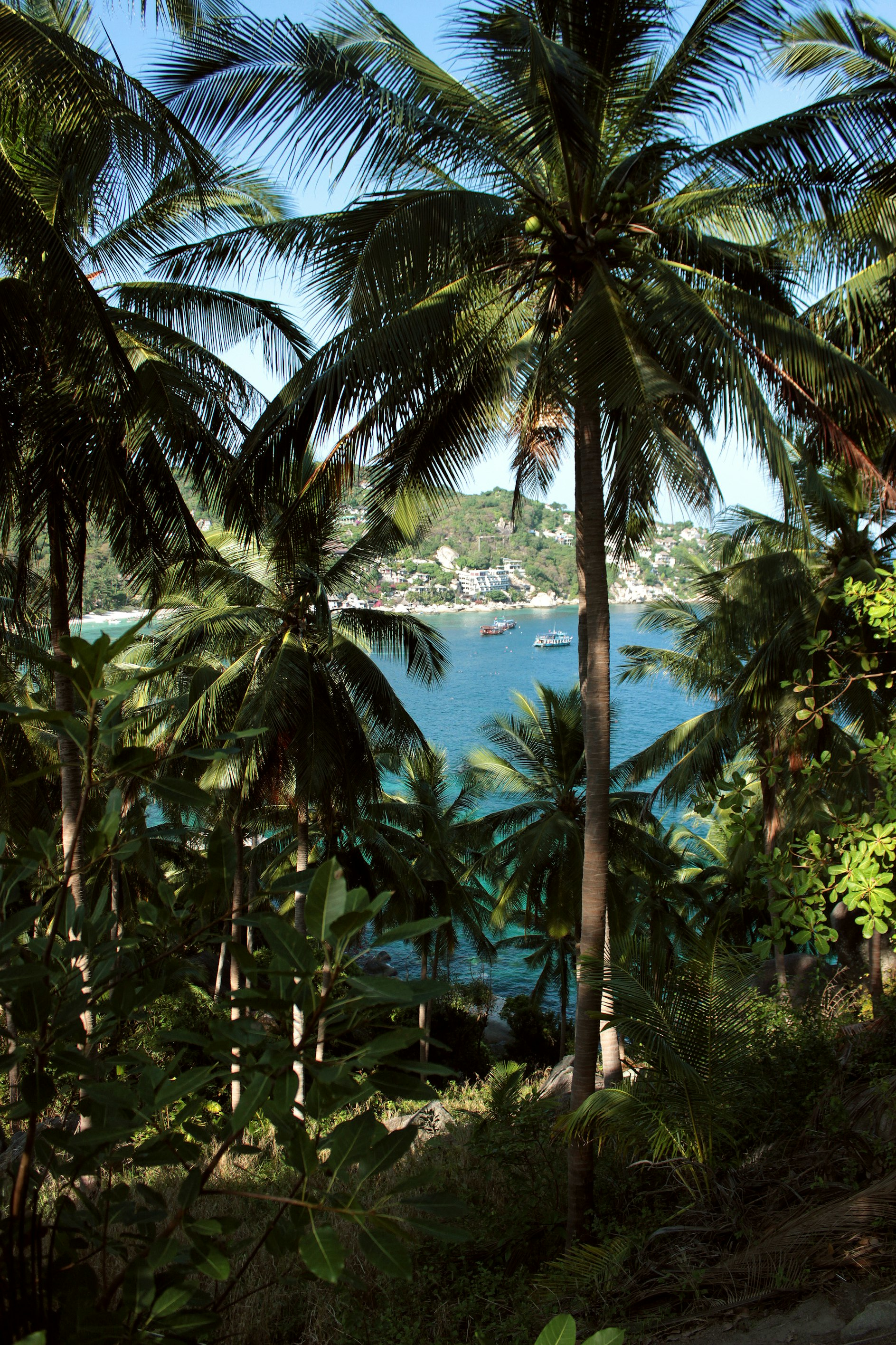 KohTao_palmtrees