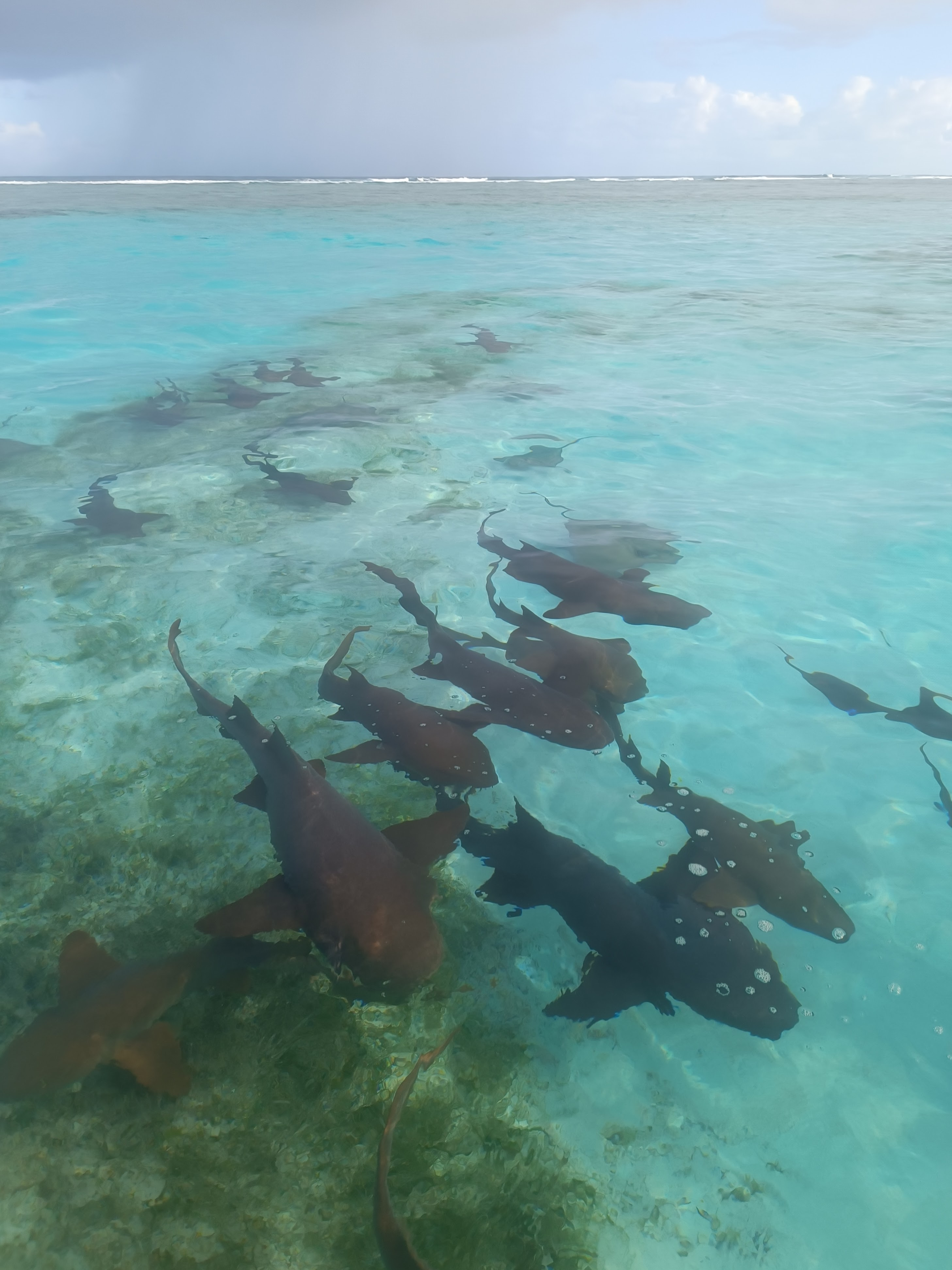 Midden Amerika_Caye Caulker_snorkelen