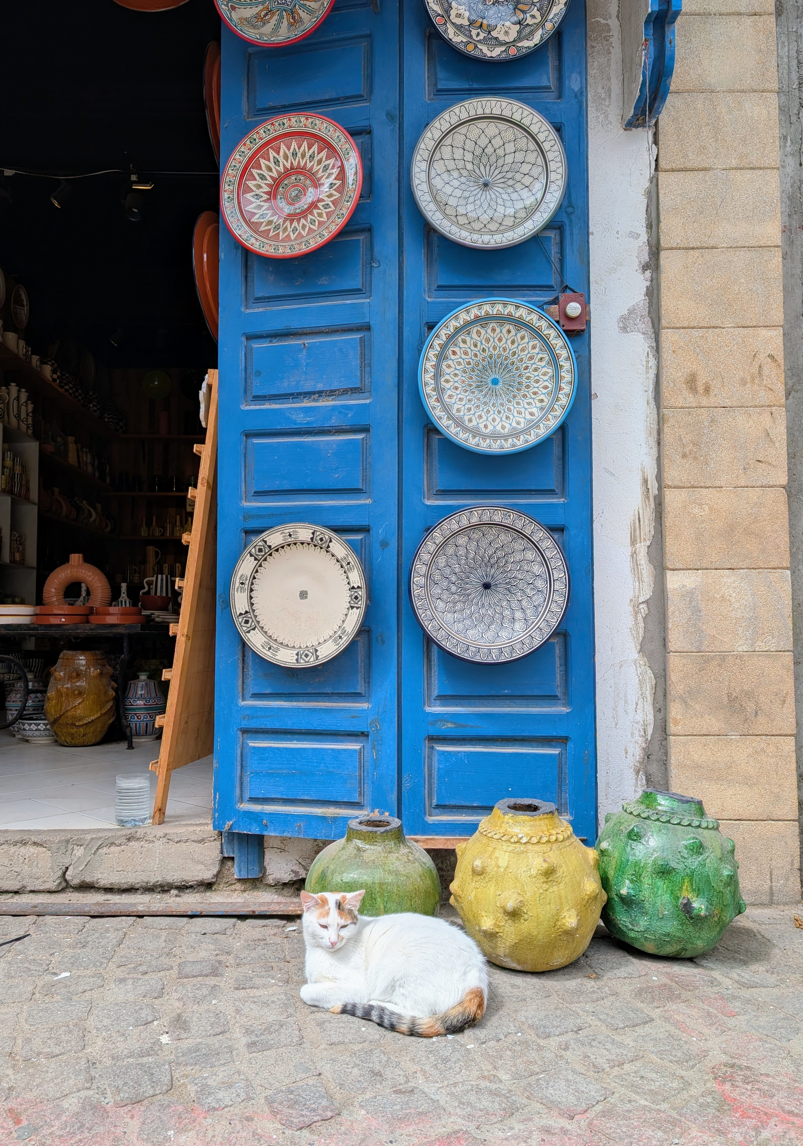 Afrika_Marokko_Essaouira_katten1