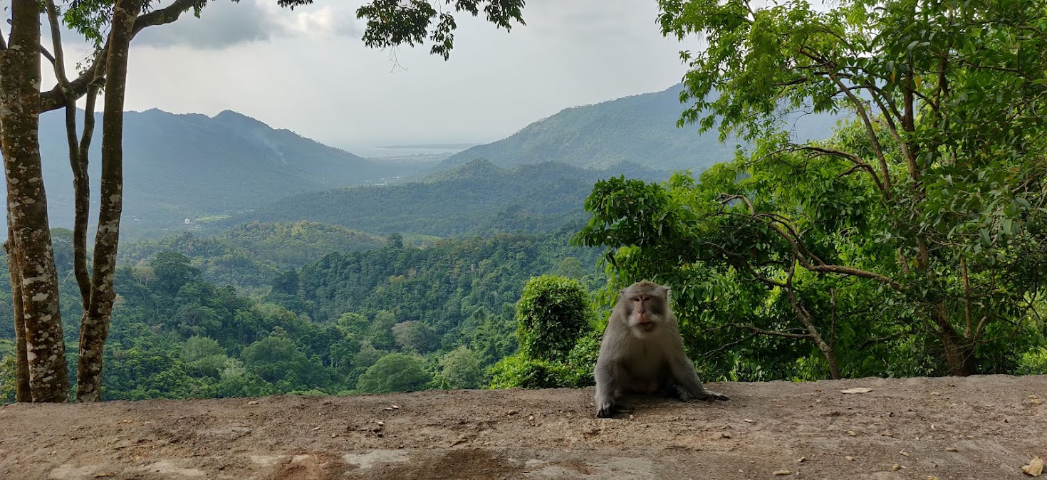 Indonesië_Lombok_Monkey Road