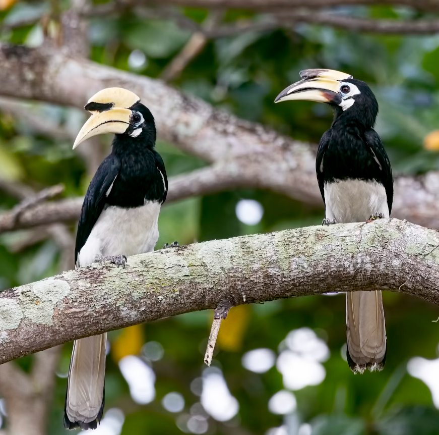 Maleisië_Pulau Pangkor_hornbill