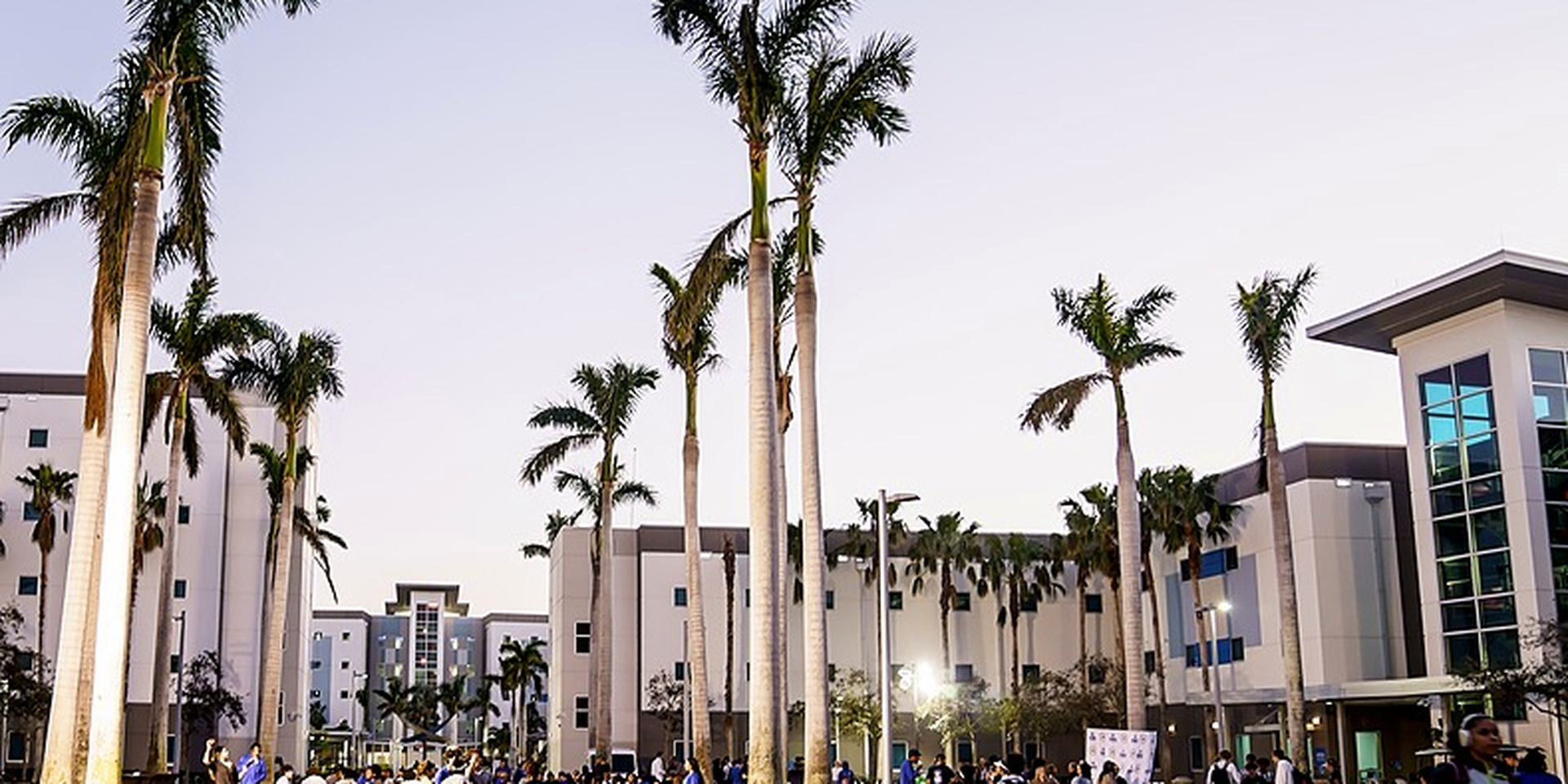 Palm trees line a walkway between campus buildings.