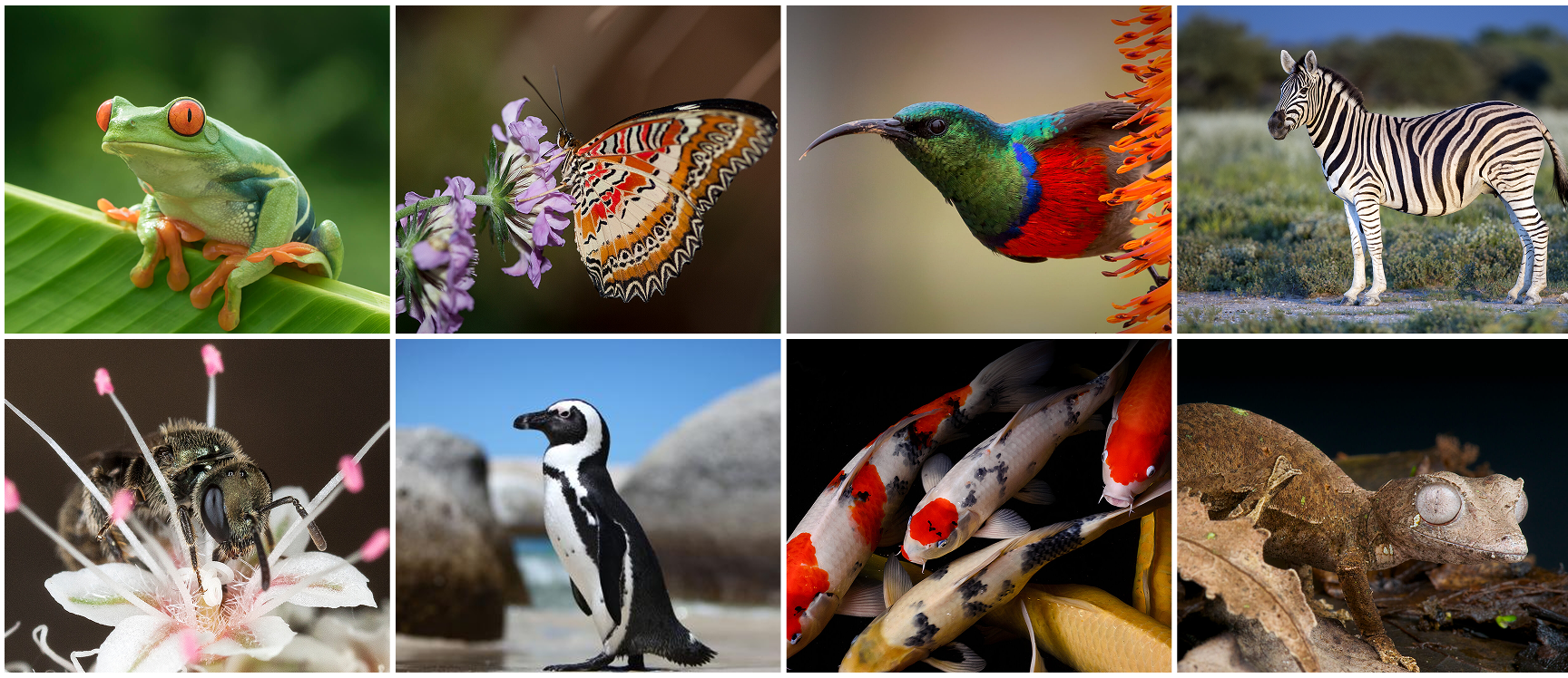 Animals grid - Bootcamp footer