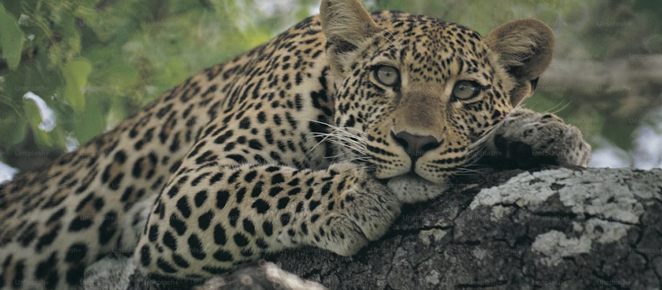 Clovis / Fresno animal