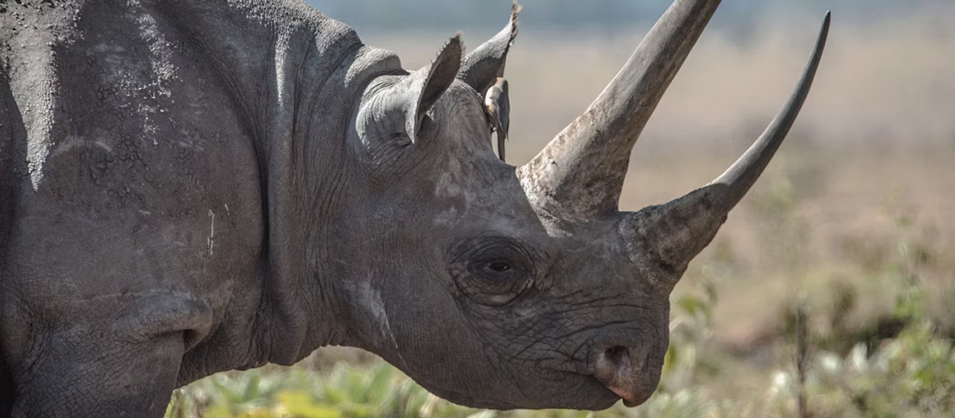 Orange County animal