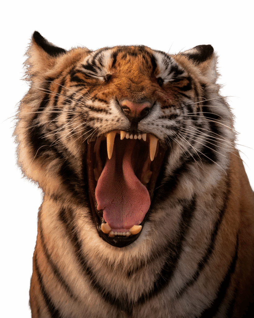 Roaring tiger